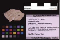 Foto (Objekt + Etiketten) von Decapoda indet. (NHMW-GEO-1990-0041-0113)